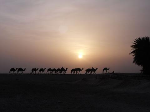 camellos-tunez.jpg